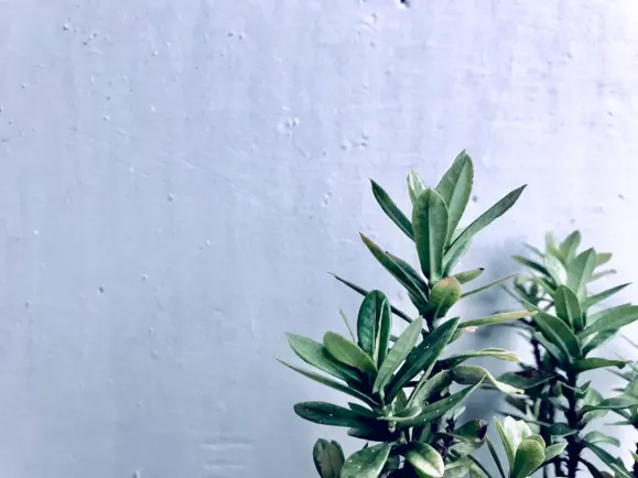 HippoZino Kasino Sokongan